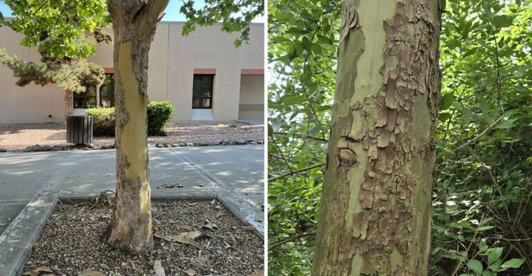 Indiana Sycamores Are Shedding Bark In Sheets And Nothing Is Wrong