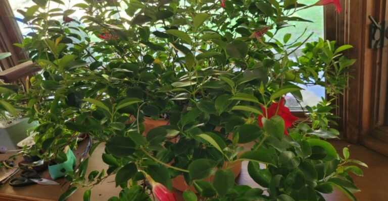 The Biggest Mistake Ohio Gardeners Make When Overwintering Mandevilla