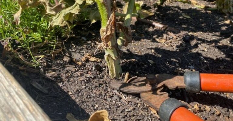 Should California Gardeners Leave Tomato Roots In The Soil After The Final Harvest?
