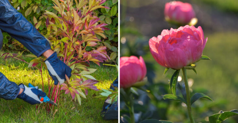 The September Task That Decides If Your Pennsylvania Peonies Bloom Next Spring