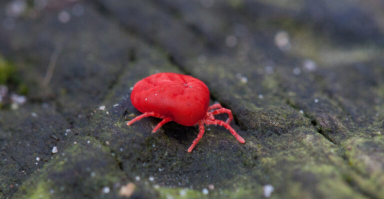 Adult mites like this one do not bite. Only the tiny larval stage feeds on people.