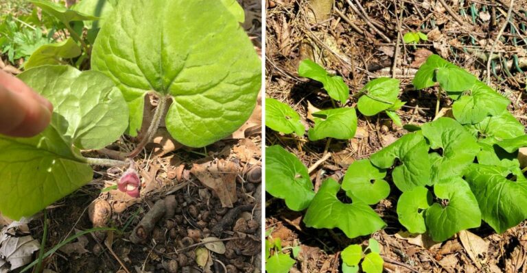 The Oregon Native Groundcover To Plant This Fall Under Deciduous Trees Before Leaves Drop