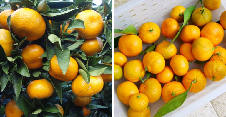 8 Reasons This Year’s Satsuma Season Came Early In Louisiana