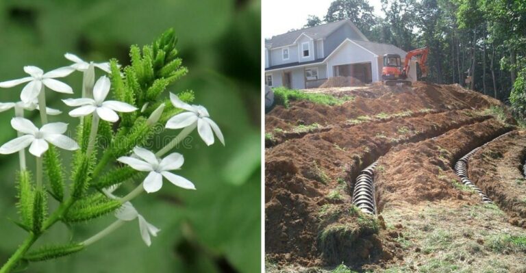 What You Can Safely Plant Over A Florida Septic Drainfield (And What Should Stay Far Away)