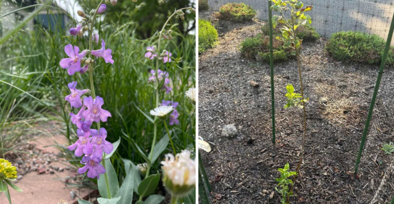 Why California Nurseries Sell Out Of The Same 3 Plants Every September