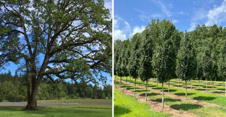 The Best Native Trees Pennsylvania Homeowners Are Planting In September