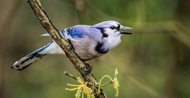 Here’s What It Means When Blue Jays Get Loud In Your Michigan Yard