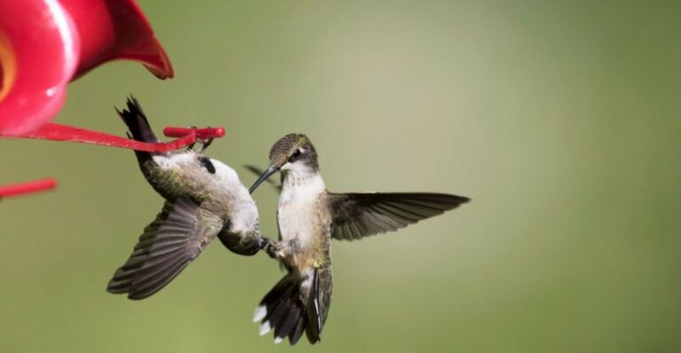 Why Hummingbirds Chase Each Other Away From Ohio Feeders