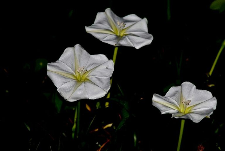 The Moonflower On Your Arizona Patio Opens For One Night And Lights A Runway For Desert Moths