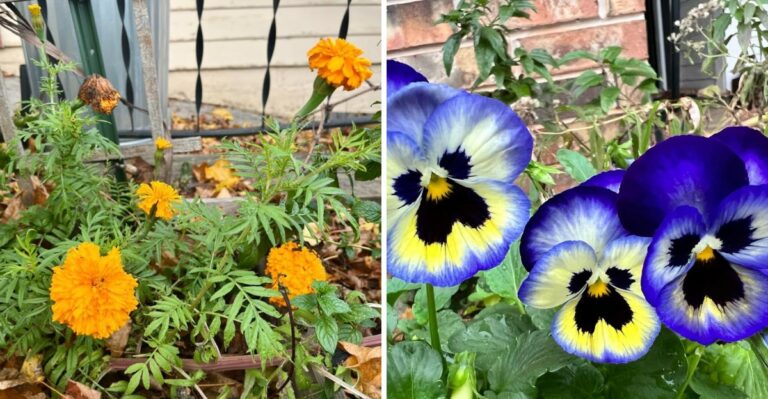 8 California Flowers That Keep Blooming Into Cooler Weather