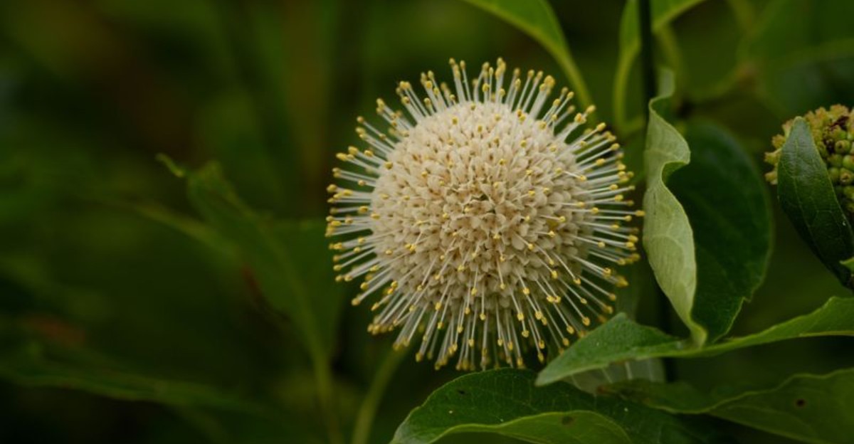 close-up of buttonbush plant