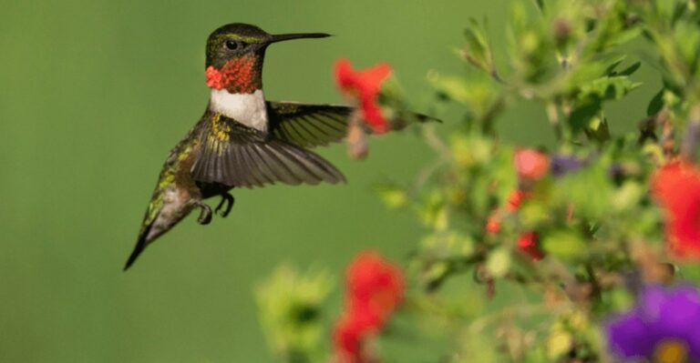 Hummingbirds Are Moving Through Florida This September – Here’s What They’re Looking For In Your Yard