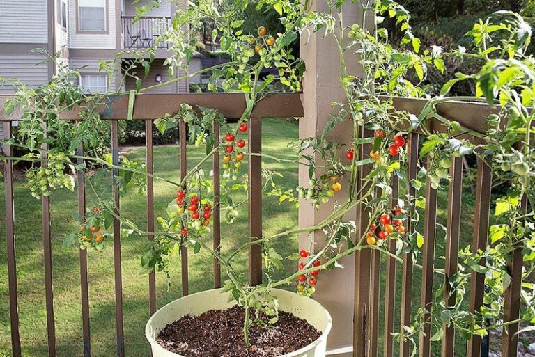 Grow Tomatoes And Potatoes Together In One Bucket On Your Arizona Patio