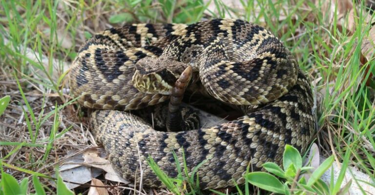 Why You Might See More Rattlesnakes Moving Around Florida In Early Fall