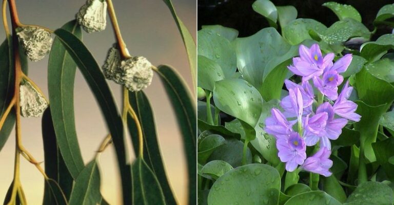 Why Some California Counties Ban Plants Their Neighboring Counties Still Sell