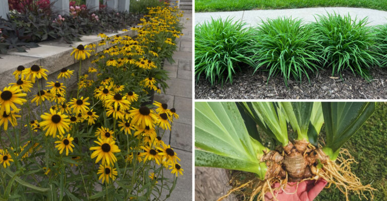 The Maryland Perennials That Should Be Split Before The Month Ends