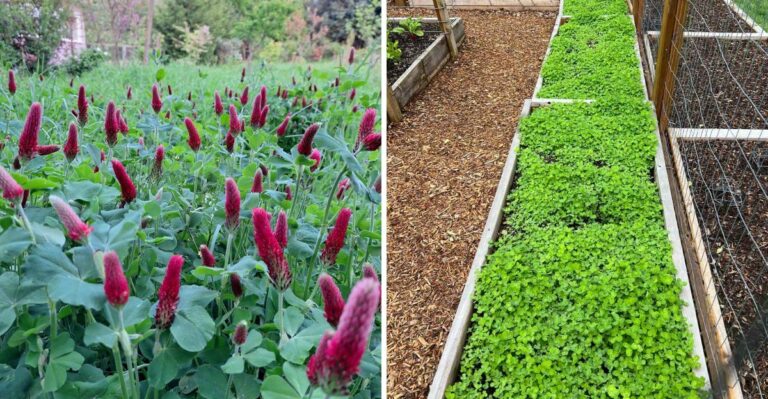 The Reason North Carolina Gardeners Are Sowing Crimson Clover In Empty Vegetable Beds This Week