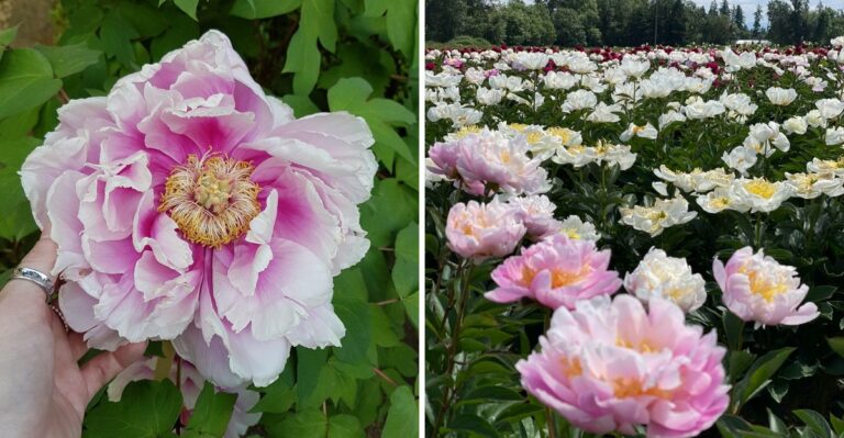 Why Peonies Struggle In Most California Gardens (And Where They Actually Thrive)