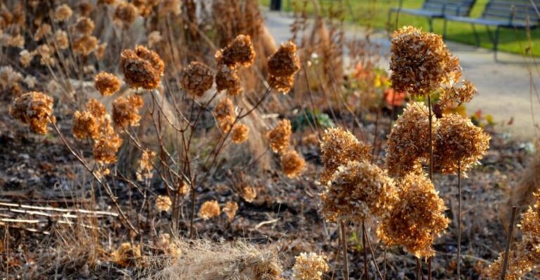 Why Your Hydrangea Blooms Are Browning Early (And How To Fix It)