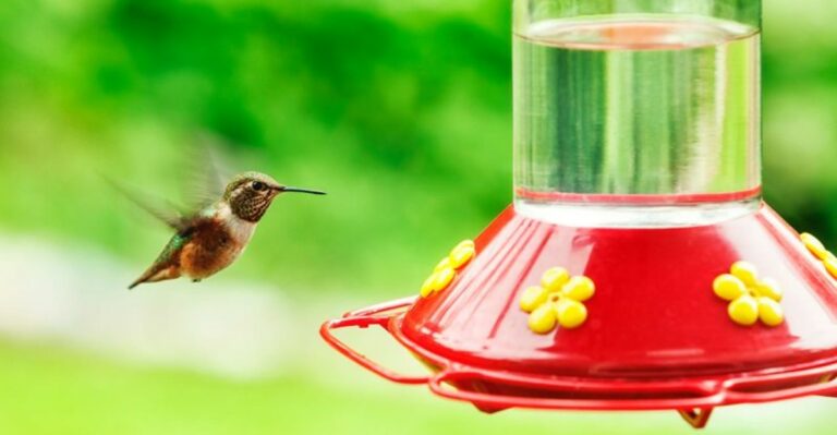 When Should You Actually Take Down Your North Carolina Hummingbird Feeders