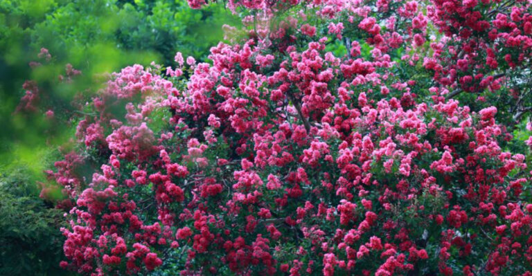 crepe myrtle