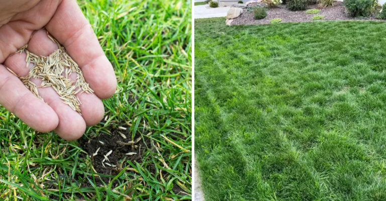 Are You Waiting Too Long To Seed Your North Carolina Fescue Lawn This Fall
