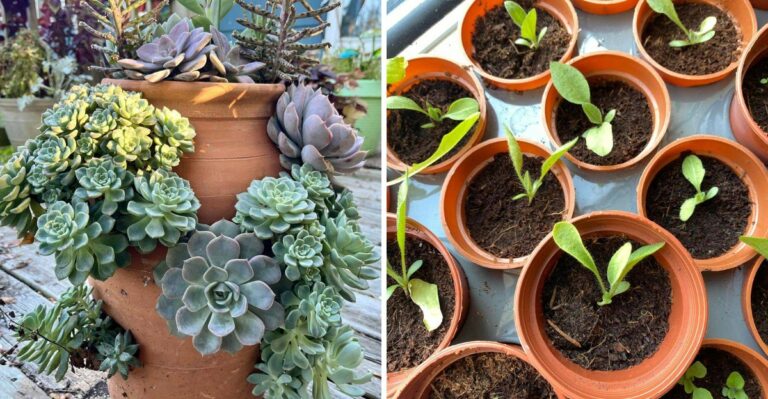 How Michigan Gardeners Are Protecting Patio Plants From Wildfire Smoke Stress