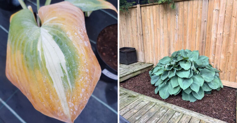What Texas Hostas Need In September Before They Disappear For Winter