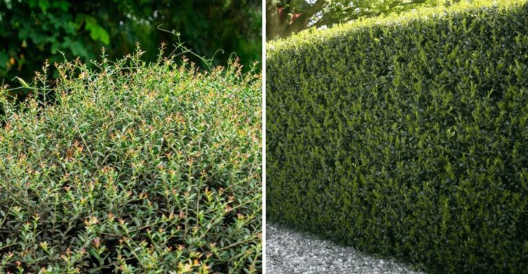 The Texas Native Shrub That Blocks Wind Without Constant Trimming