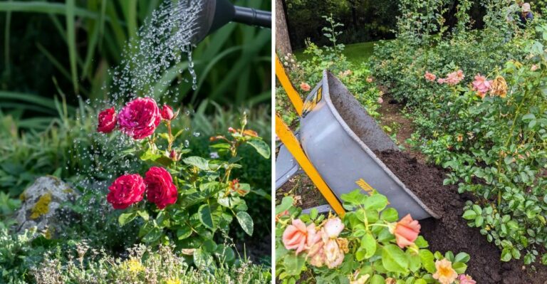 What Your Texas Roses Need After Summer
