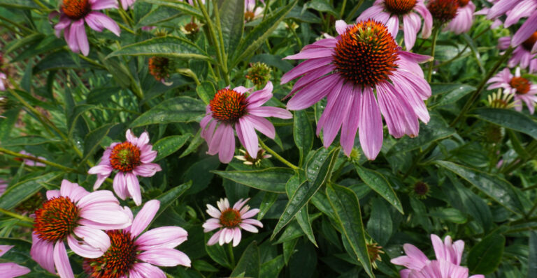 coneflowers