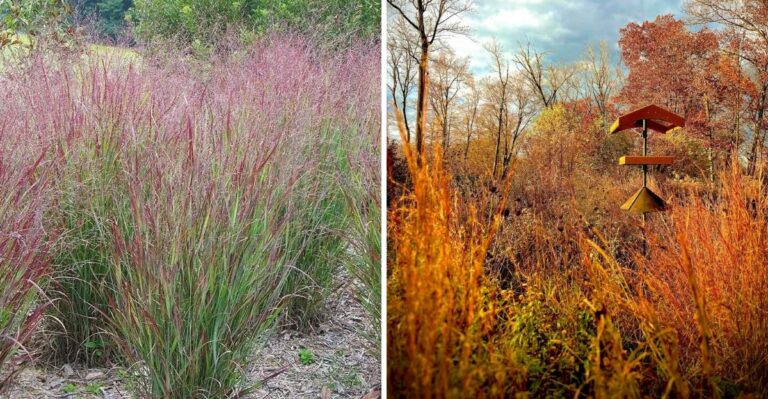 The Virginia Native Grasses That Turn Yards Golden Before October