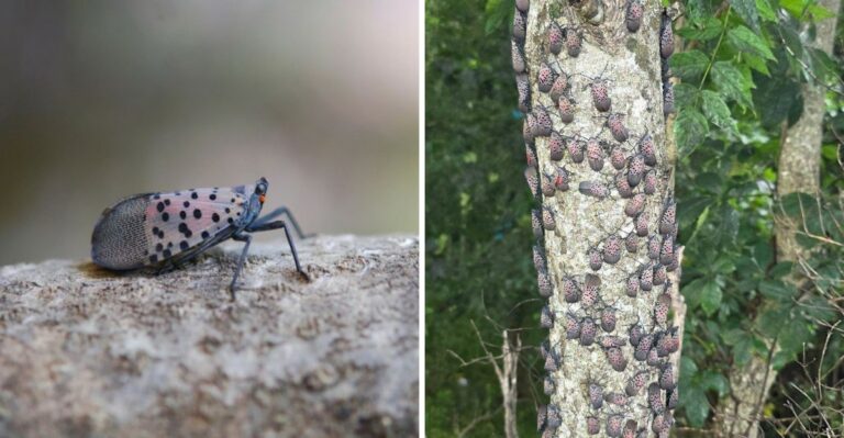 What To Do If A Spotted Lanternfly Appears In Your Pennsylvania Yard