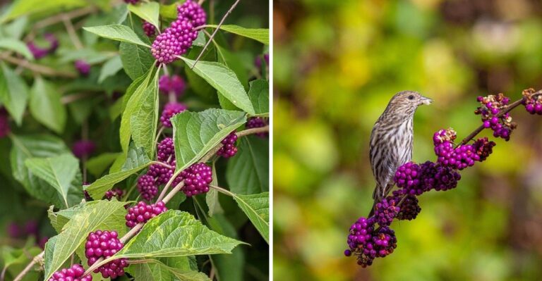 This Low-Maintenance Native Is Replacing Hydrangeas In Texas Yards
