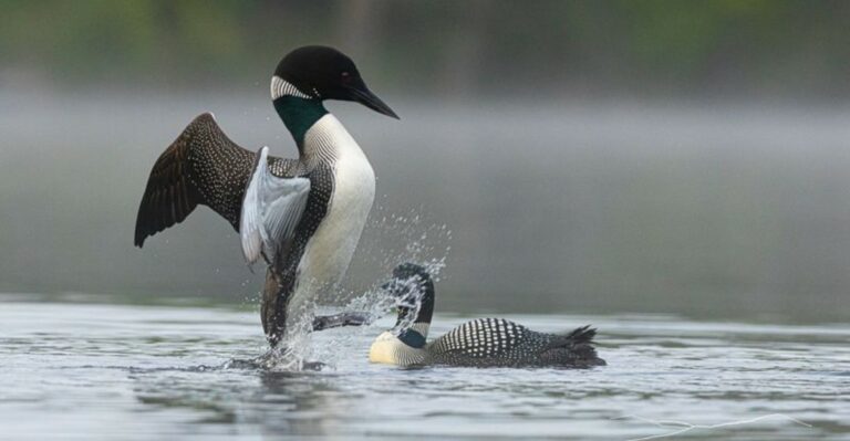 A Silent Dance Of Black-And-White Wings Is Building On Minnesota’s Waters