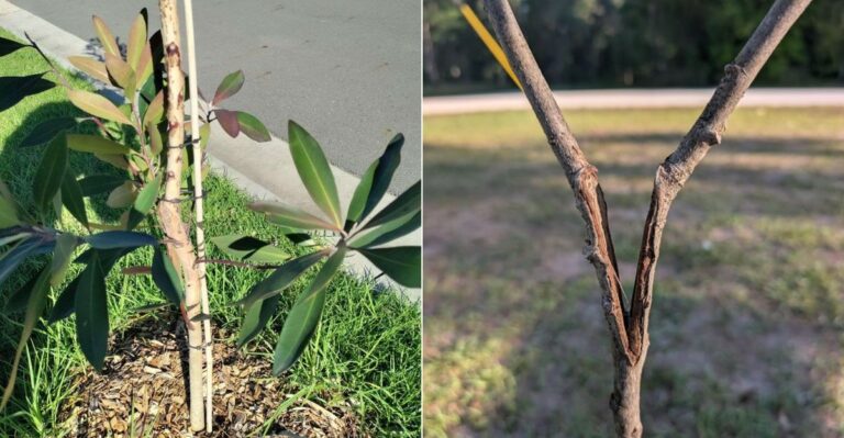 What California Gardeners Should Do With Young Trees Before Santa Ana Winds Arrive
