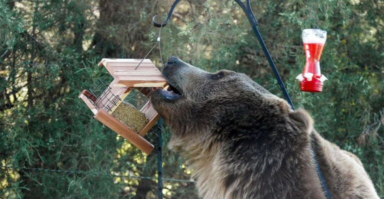 Connecticut Bird Feeders Draw New Scrutiny As Bear Entries Climb