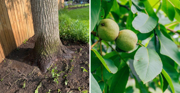 How Black Walnut Trees Quietly Shape What Grows In Minnesota Gardens
