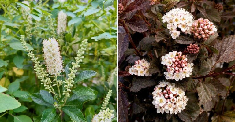 7 Native Pennsylvania Alternatives To Crape Myrtles That Birds And Pollinators Actually Love