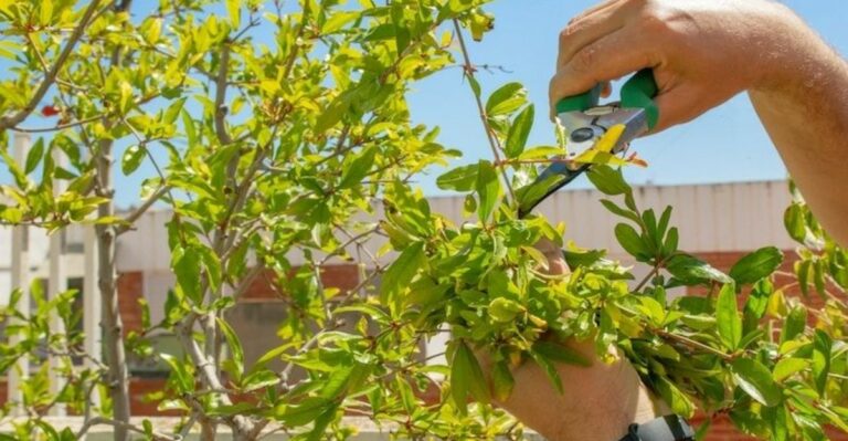 When To Prune Pomegranate Trees In North Carolina For Stronger, Healthier Growth