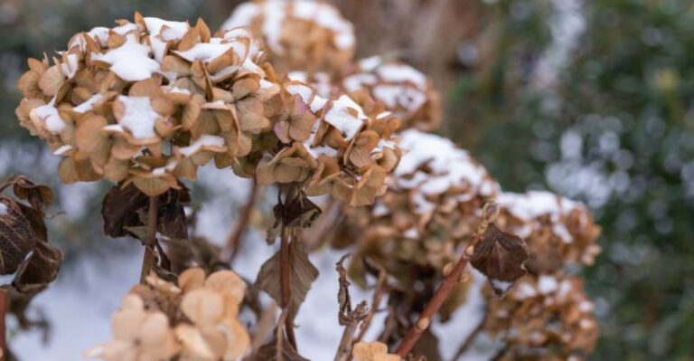 Should You Cut Ohio Hydrangea Flowers Off In September Or Leave Them Through Winter