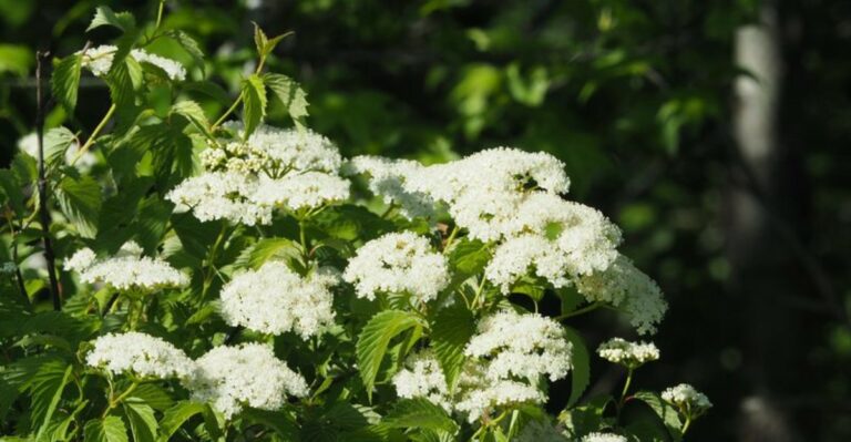The Fast-Growing Native Ohio Shrub That Works Better Than Fences For Privacy