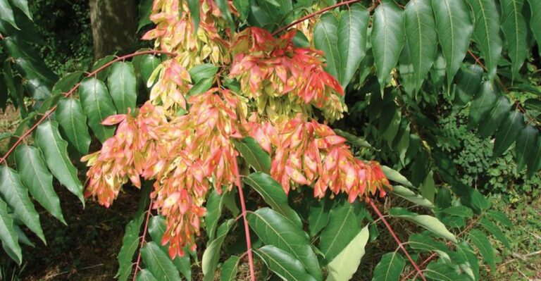 The Ohio Tree That Looks Like Sumac But Smells Very Different When You Crush A Leaf