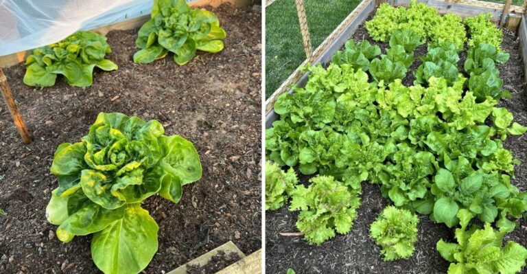 Is September Still Too Hot For Lettuce In Your Part Of Florida?
