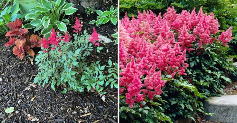 The One Thing Michigan Astilbe Needs Before September Ends