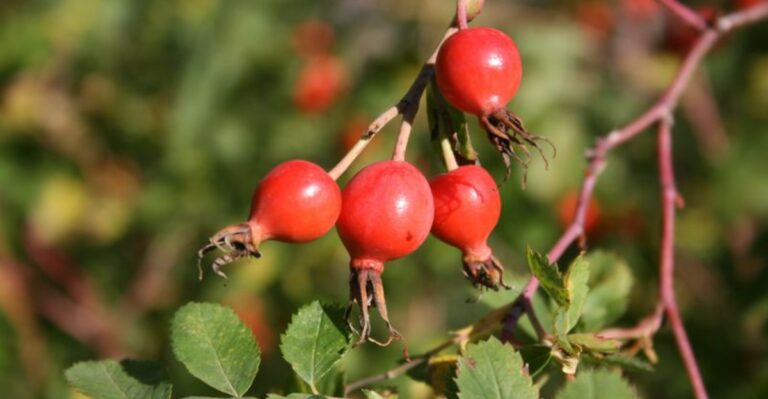 Iowa’s State Flower Is Leaving Behind Red Fruits That Birds And Foragers Both Want