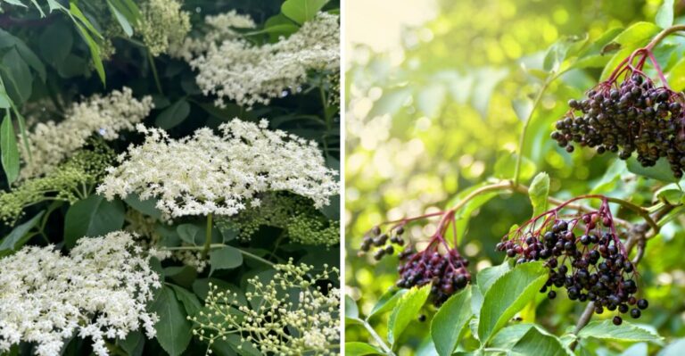 The Reasons To Plant Elderberry In Your Pennsylvania Yard And How To Get One Started This Fall