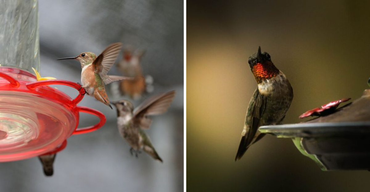 hummingbirds on feeder