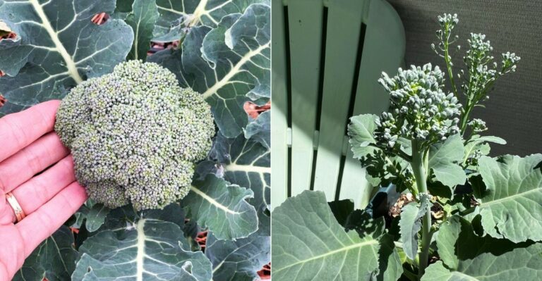 Why Oregon Broccoli Bolts Before It Forms A Proper Head