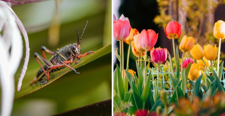 A Large Orange And Black Insect Is Turning Up In Louisiana Gardens, And Here’s What It Actually Is
